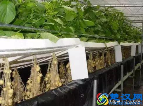 想转行做蔬菜无土栽培！三大技术先学会