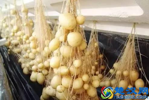 想转行做蔬菜无土栽培！三大技术先学会