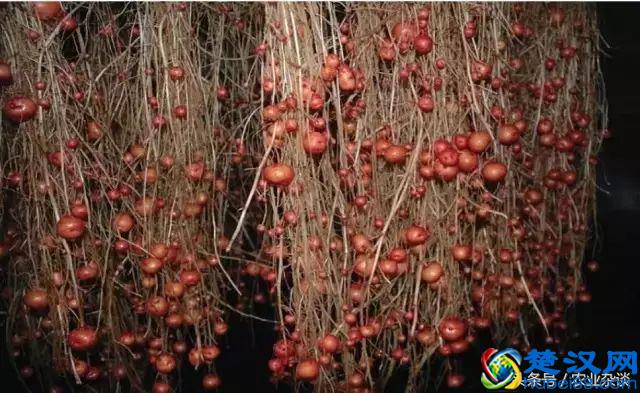 想转行做蔬菜无土栽培！三大技术先学会