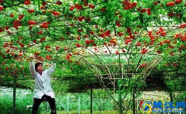 想转行做蔬菜无土栽培！三大技术先学会