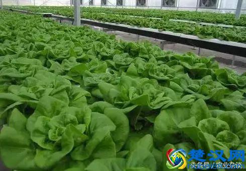 想转行做蔬菜无土栽培！三大技术先学会