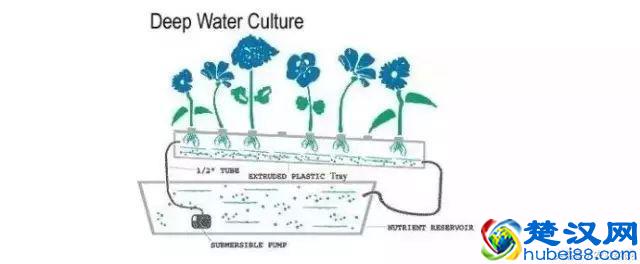想转行做蔬菜无土栽培！三大技术先学会