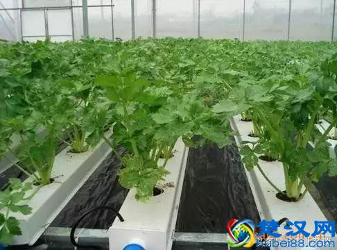 想转行做蔬菜无土栽培！三大技术先学会