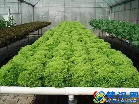 想转行做蔬菜无土栽培！三大技术先学会