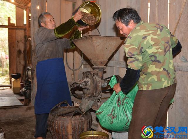 农村茶油100元一斤，看完村民榨茶油过程你还觉得贵？