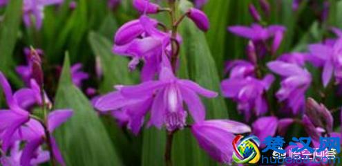 种植一亩地的白芨种苗需要多少费用？一起来算算吧