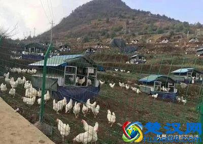 土鸡养殖技术！只需要知道这两点，你就是高手！