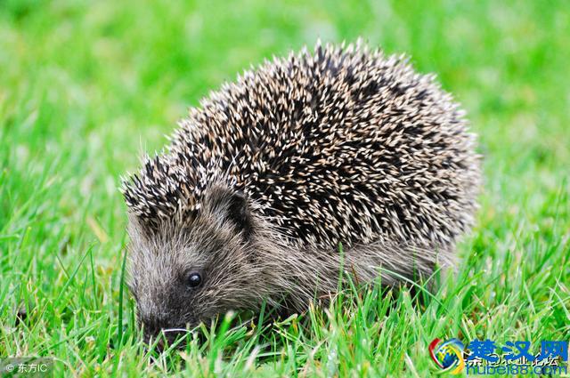 养殖投资创业：5种好养又赚钱且风险低的项目，有用请收藏！