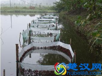 农大毕业生合伙养殖龙虾，市场火爆，如今年入几十万