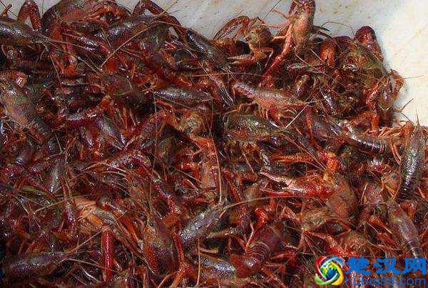 农大毕业生合伙养殖龙虾，市场火爆，如今年入几十万