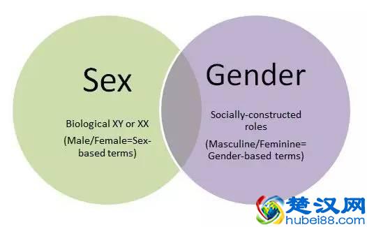 gender和sex有什么区别？