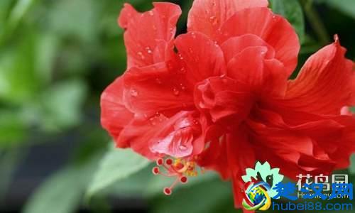 每个国家都有一种国花，你知道中国的国花是什么吗？