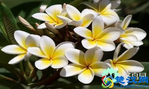 每个国家都有一种国花，你知道中国的国花是什么吗？