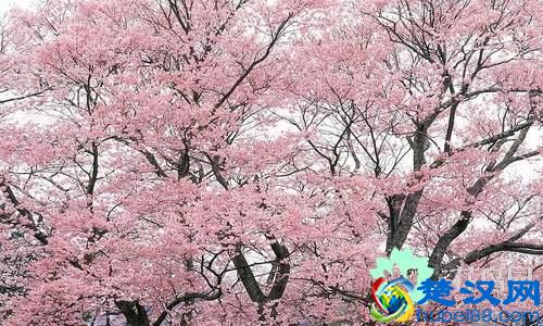 每个国家都有一种国花，你知道中国的国花是什么吗？