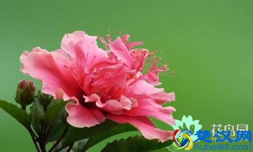 每个国家都有一种国花，你知道中国的国花是什么吗？