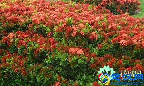 每个国家都有一种国花，你知道中国的国花是什么吗？