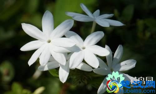 每个国家都有一种国花，你知道中国的国花是什么吗？