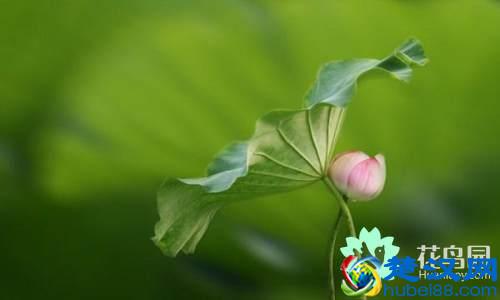 每个国家都有一种国花，你知道中国的国花是什么吗？