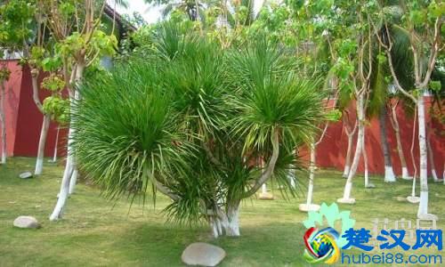 每个国家都有一种国花，你知道中国的国花是什么吗？