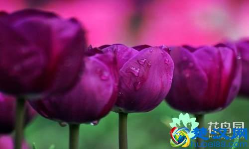 每个国家都有一种国花，你知道中国的国花是什么吗？