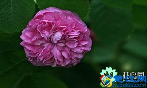 每个国家都有一种国花，你知道中国的国花是什么吗？