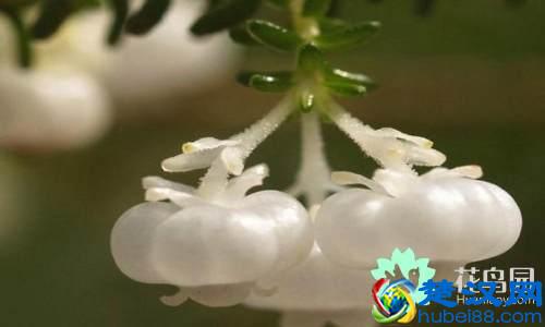 每个国家都有一种国花，你知道中国的国花是什么吗？