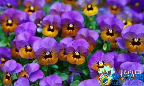 每个国家都有一种国花，你知道中国的国花是什么吗？