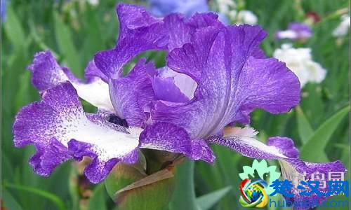 每个国家都有一种国花，你知道中国的国花是什么吗？