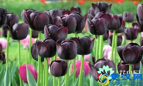 每个国家都有一种国花，你知道中国的国花是什么吗？