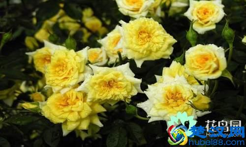 每个国家都有一种国花，你知道中国的国花是什么吗？