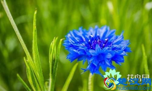 每个国家都有一种国花，你知道中国的国花是什么吗？