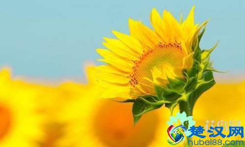 每个国家都有一种国花，你知道中国的国花是什么吗？