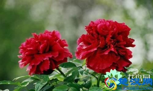 每个国家都有一种国花，你知道中国的国花是什么吗？