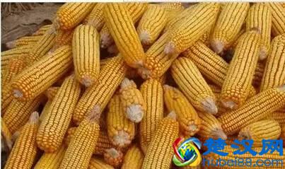 减肥要吃，长了小痘痘要吃，皮肤干燥要吃，淡化色斑