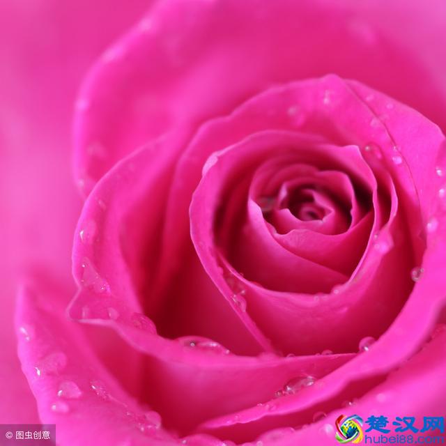 紫色象征着美好的爱情，象征着纯洁，象征着高贵