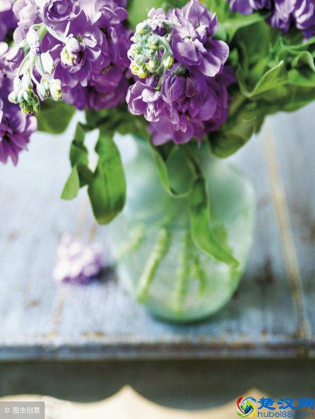 紫色象征着美好的爱情，象征着纯洁，象征着高贵