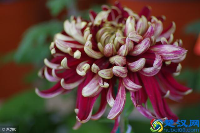 紫色象征着美好的爱情，象征着纯洁，象征着高贵