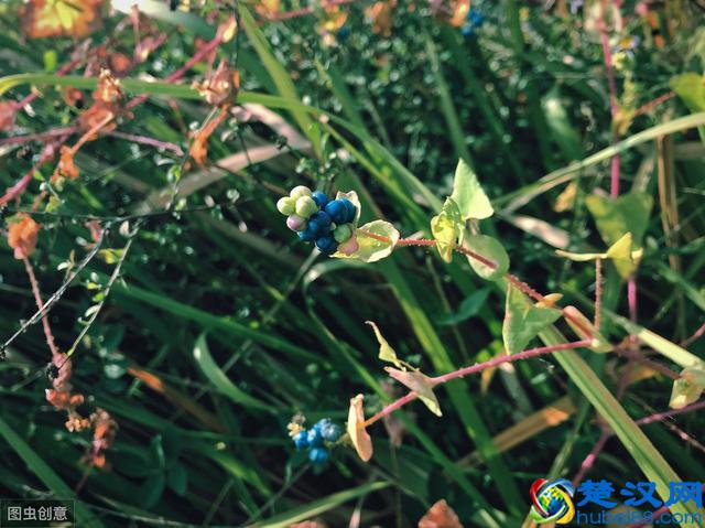 在农村老人说，门前种上蛇怕草，毒蛇见了都会跑！蛇怕草是什么？