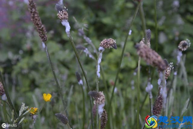 在农村老人说，门前种上蛇怕草，毒蛇见了都会跑！蛇怕草是什么？