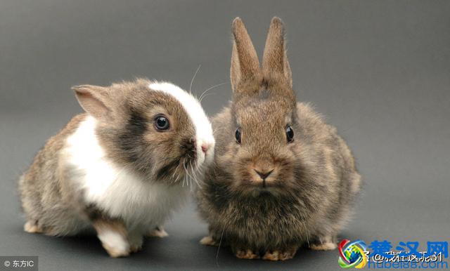 农村养什么赚钱