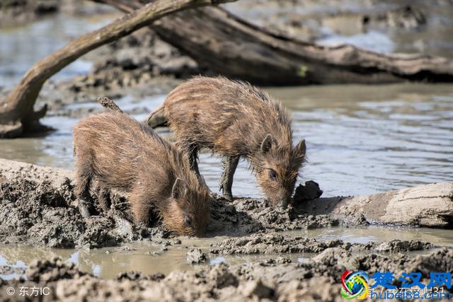 农村养什么赚钱