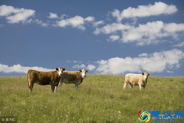 农村养什么赚钱