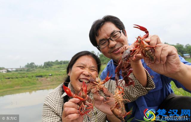 农村养什么赚钱