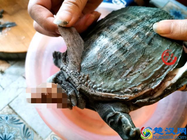 甲鱼怎么杀才能肉嫩鲜香？教你“5个诀窍”，做好美味甲鱼很简单