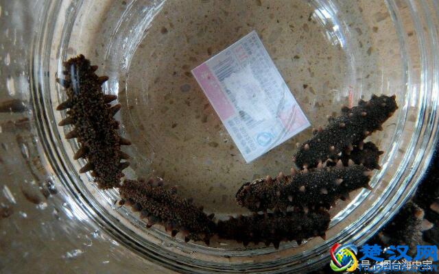 用正确步骤泡发干海参：简单易懂，人人都能上手