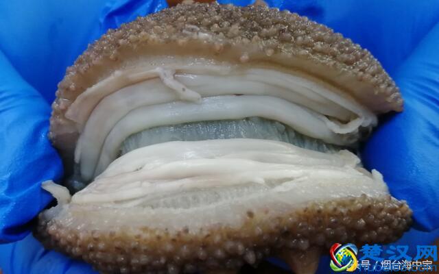 用正确步骤泡发干海参：简单易懂，人人都能上手