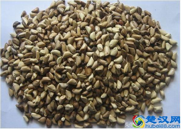 养殖户的”新大陆“：亩产高达3.5万斤的墨西哥玉米饲料草