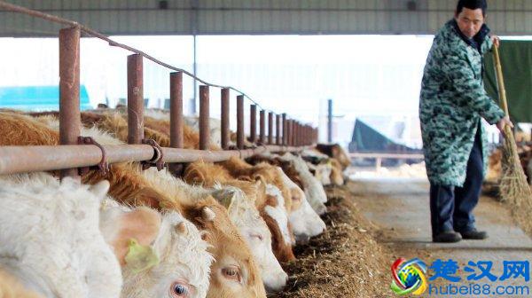 农村养殖业养什么最赚钱？