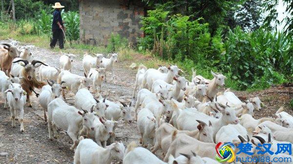 农村养殖业养什么最赚钱？