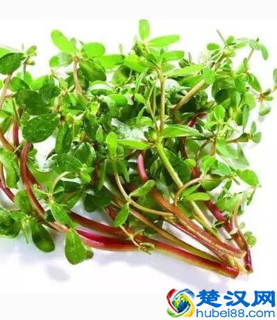马齿苋的食用方法有哪些 马齿苋的功效与作用有哪些